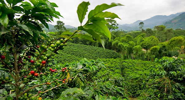 Coffee Plantation